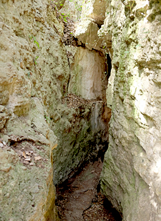 Bosc de les Estunes, Porqueres